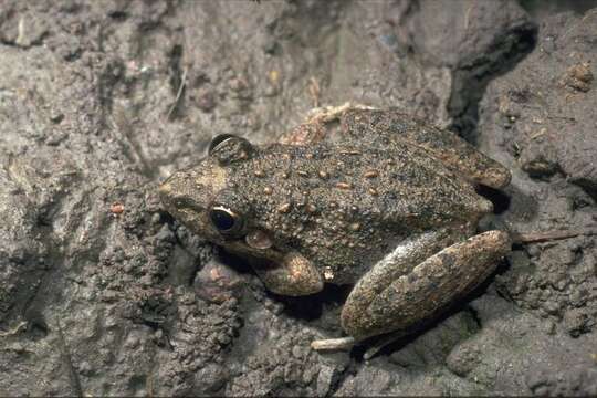 Imagem de Litoria inermis (Peters 1867)