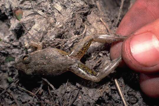 Image of Bumpy Rocket Frog