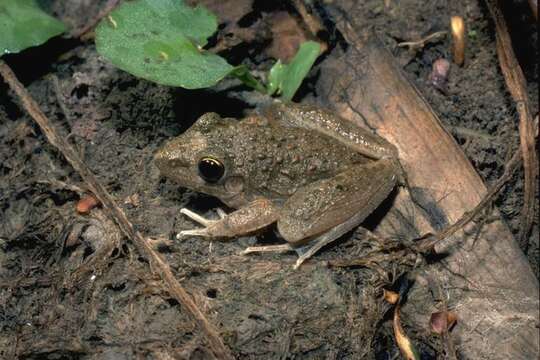 صورة Litoria inermis (Peters 1867)