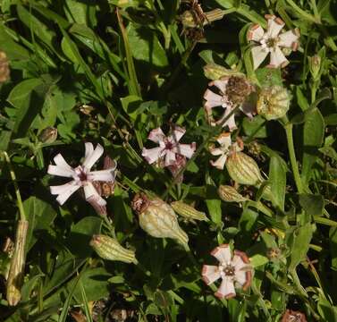 Слика од Silene vallesia L.