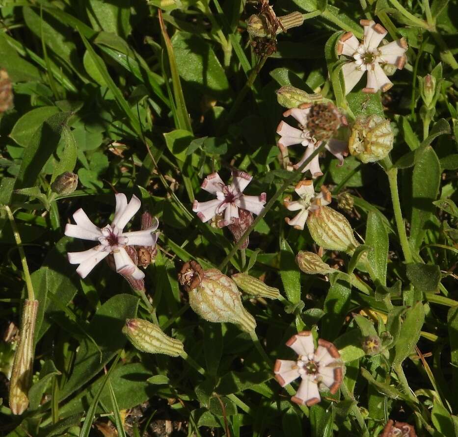 Слика од Silene vallesia L.