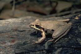 Image of Broad-palmed Rocket Frog