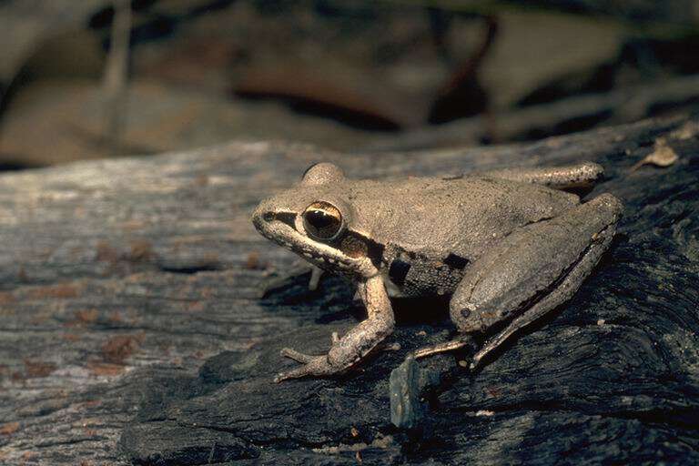 Litoria latopalmata Günther 1867的圖片