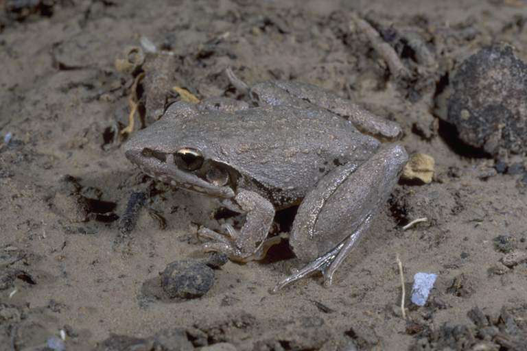 Image of Broad-palmed Rocket Frog