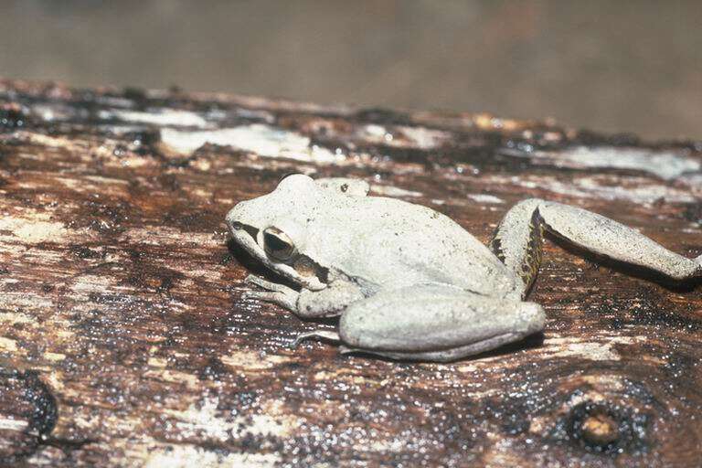 Litoria latopalmata Günther 1867的圖片