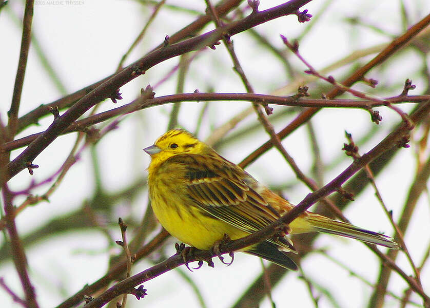 Image of Yellowhammer