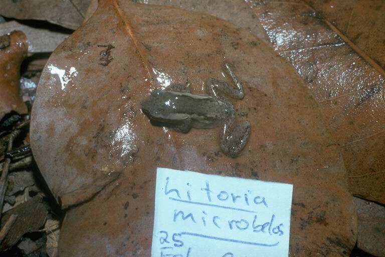 Litoria microbelos (Cogger 1966)的圖片