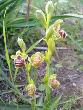 Image of Ophrys umbilicata subsp. flavomarginata (Renz) Faurh.