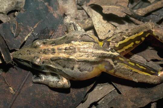 Sivun Litoria nasuta (Gray 1842) kuva