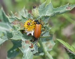 Image of Blister Beetle