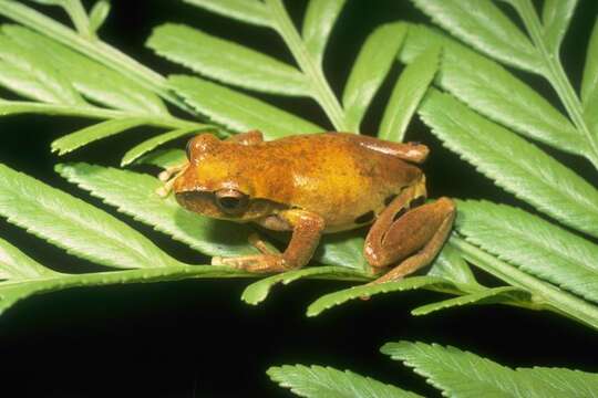 Image of Revealed Frog