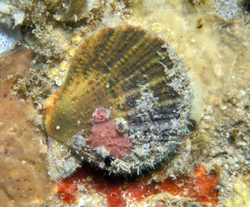 Image of squamose scallop