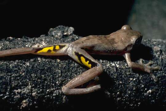 Litoria rothii (De Vis 1884)的圖片