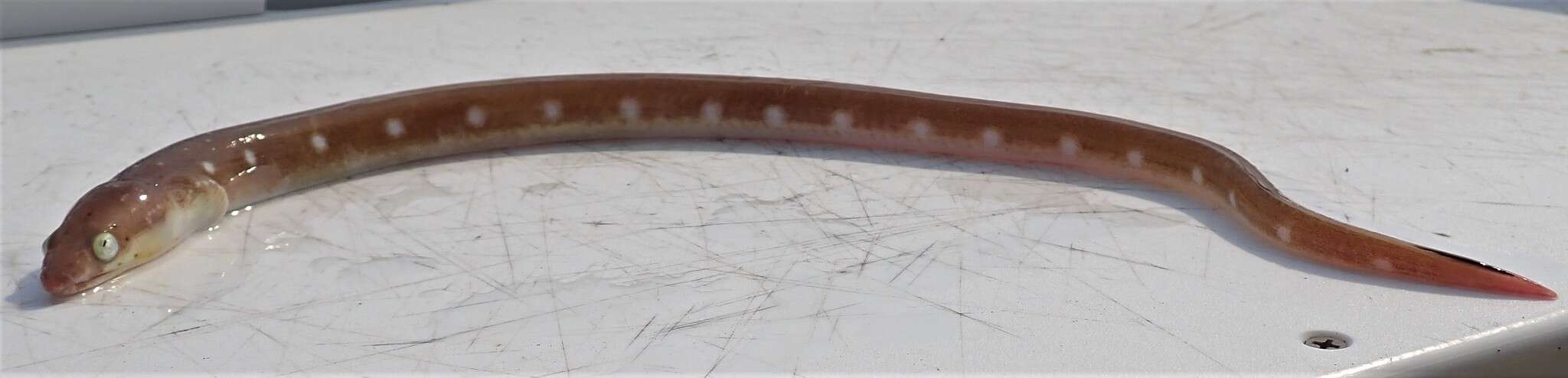 Image of Palespotted Eel