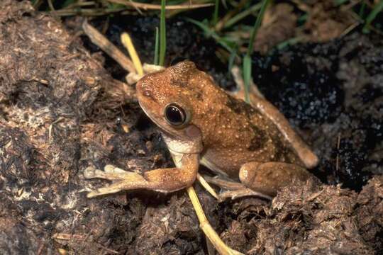 Litoria rothii (De Vis 1884)的圖片