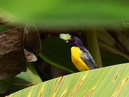 Euphonia violacea (Linnaeus 1758)的圖片