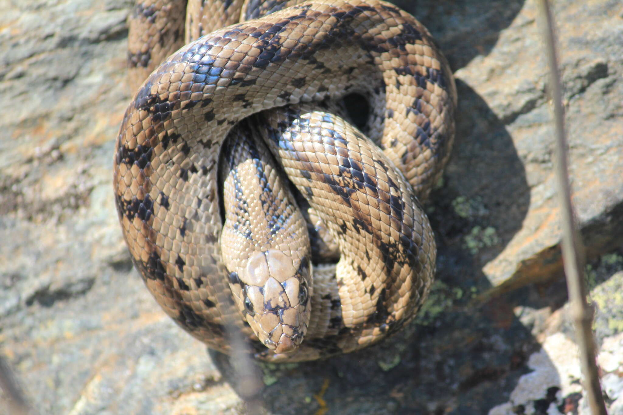 Image of Ladder Snakes