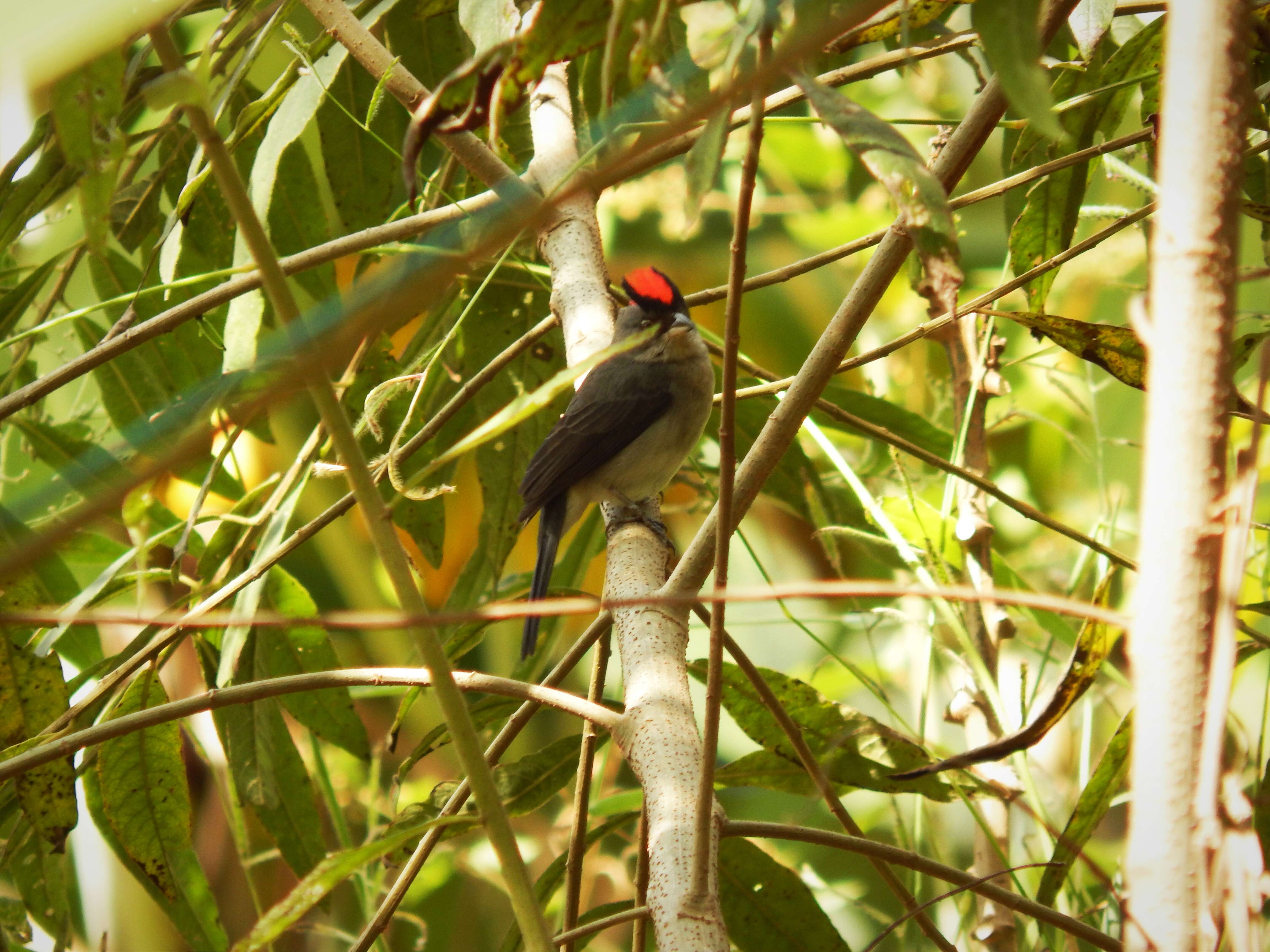 Image of Grey Pileated Finch