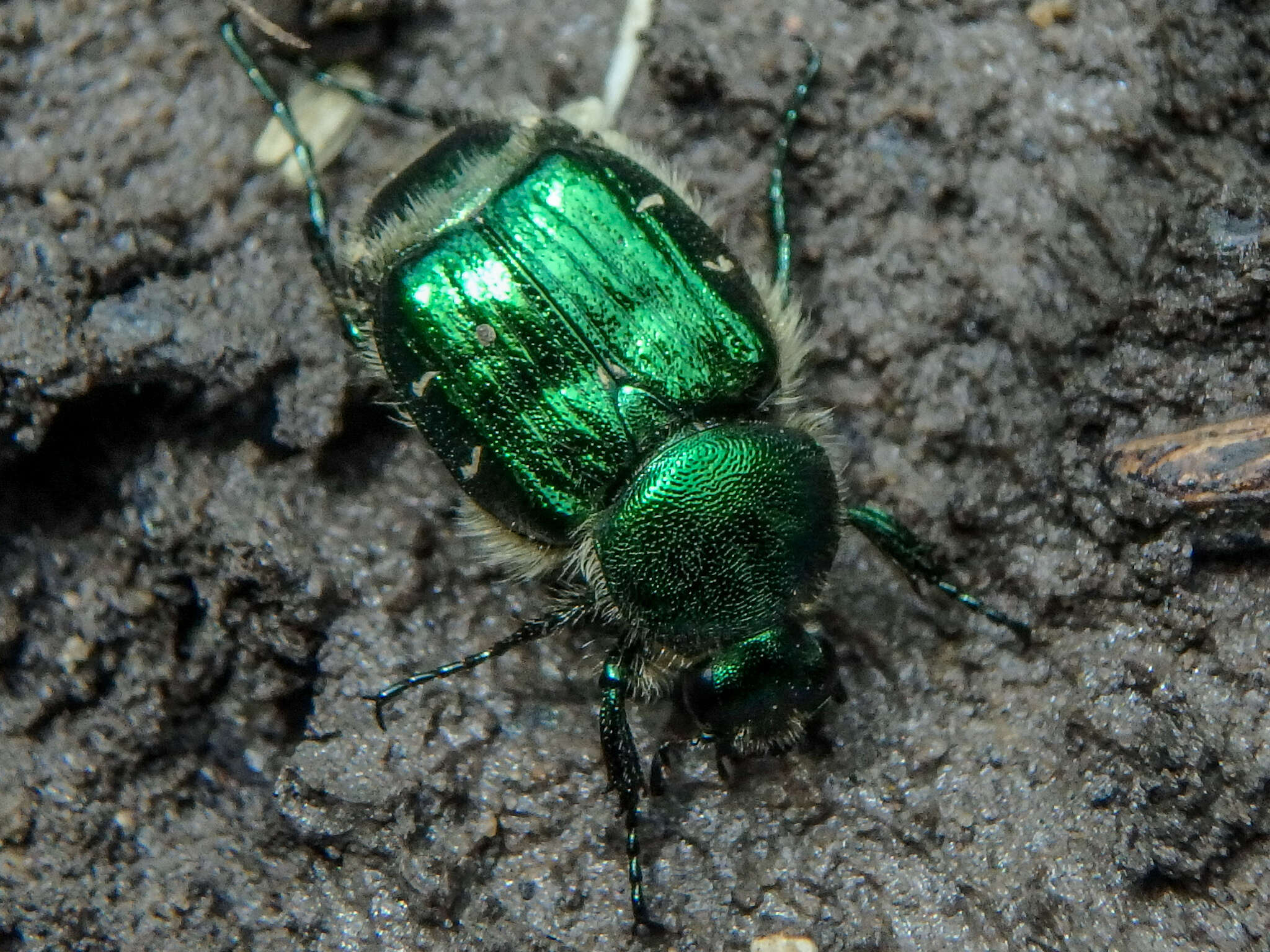 Image de Trichiotinus lunulatus (Fabricius 1775)