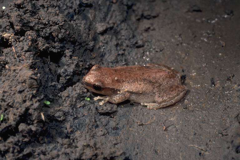 Sivun Litoria rubella (Gray 1842) kuva