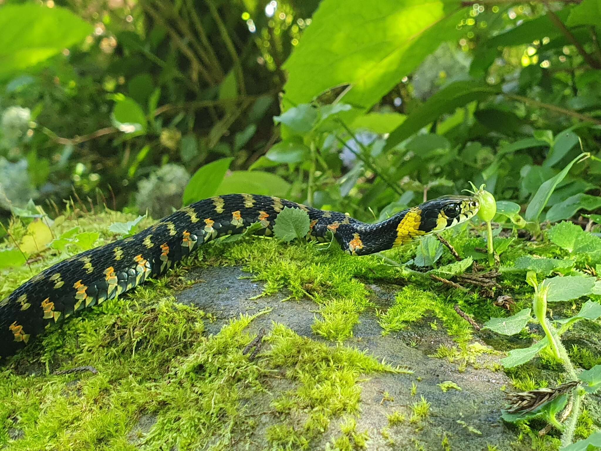 Image of Rhabdophis tigrinus formosanus (Maki 1931)