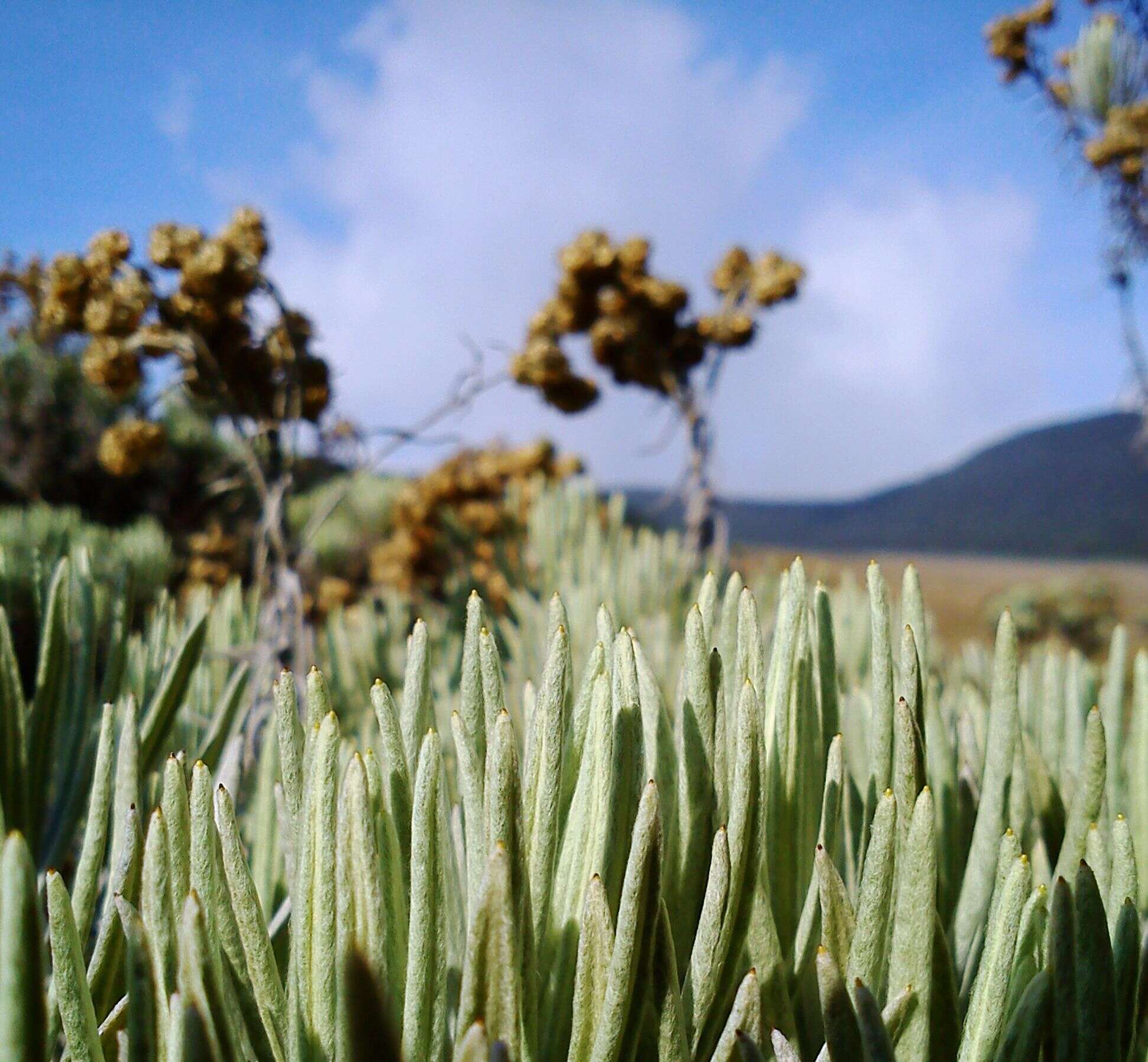 Image of Anaphalis javanica (Reinw. ex Bl.) Sch. Bip.