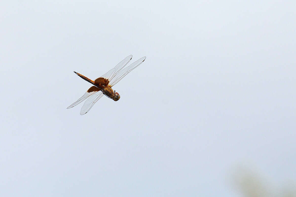 Imagem de Tramea eurybia Selys 1878