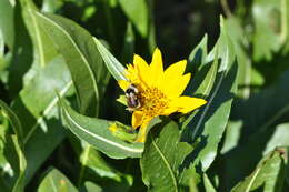 Image of Bombus vancouverensis nearcticus Handlirsch 1888