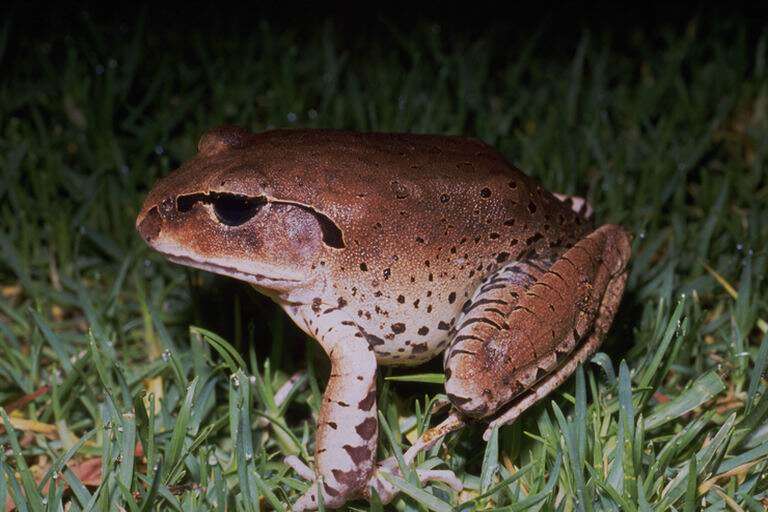 Plancia ëd Mixophyes fasciolatus Günther 1864