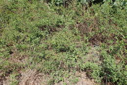 Image de Phyllanthus reticulatus var. reticulatus