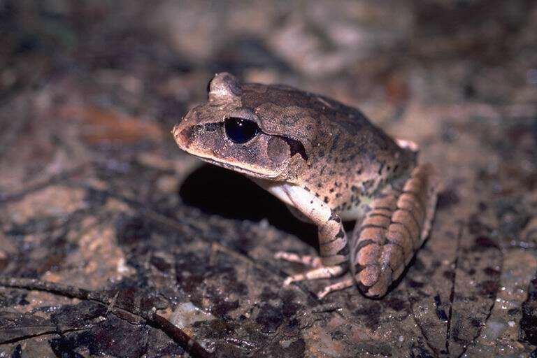 Plancia ëd Mixophyes fasciolatus Günther 1864