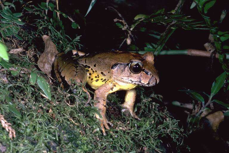 Image of Fleay’s Barred-frog