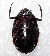 Image of Dineutus sublineatus (Chevrolat 1834)