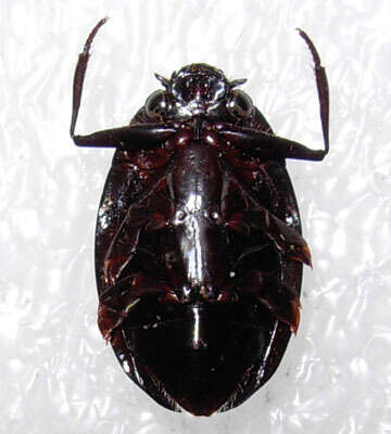 Image of Dineutus sublineatus (Chevrolat 1834)