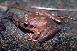 Image of Fleay’s Barred-frog