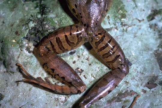 Image of Fleay’s Barred-frog