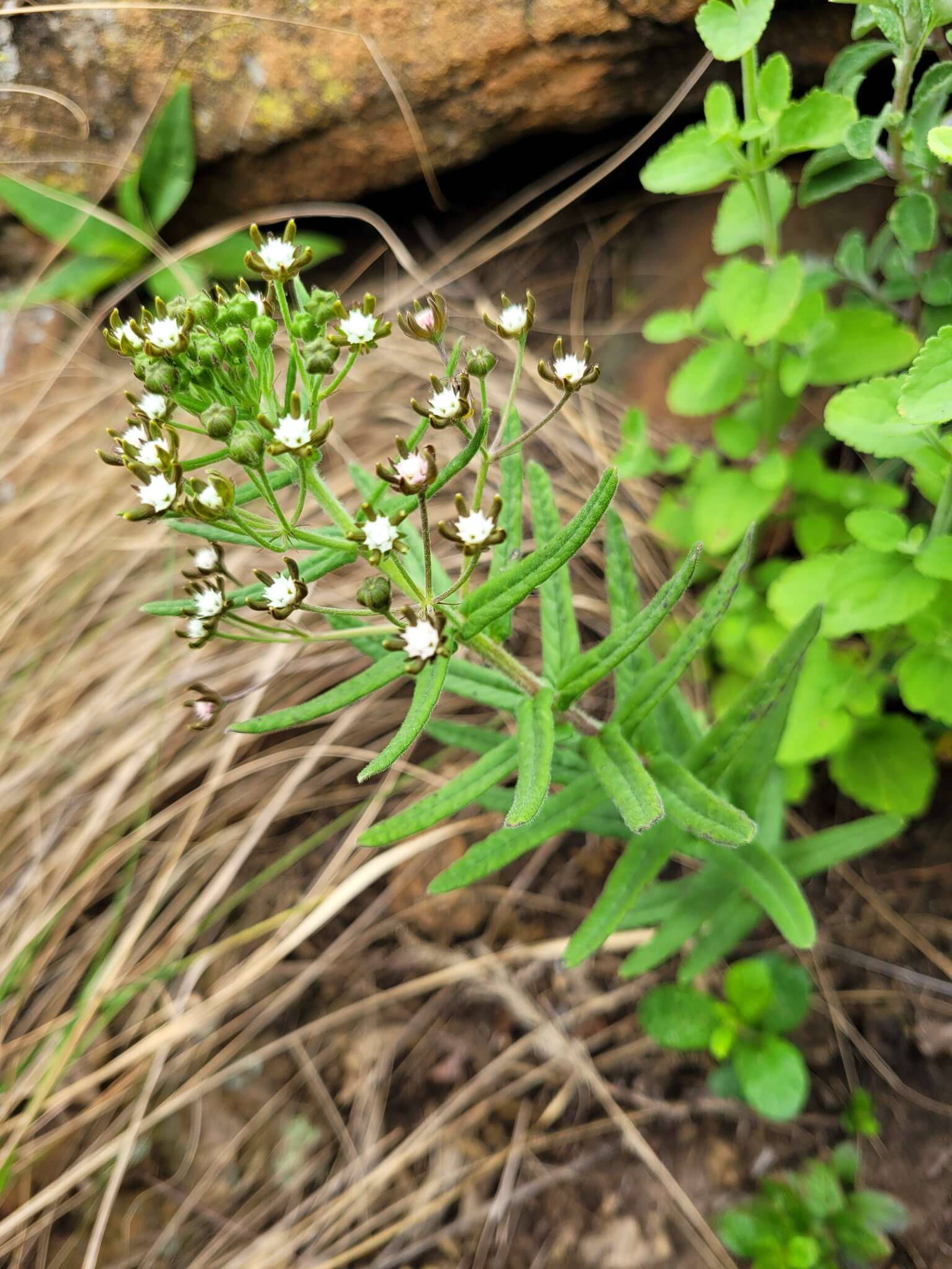 Schizoglossum bidens subsp. galpinii (Schltr.) Kupicha的圖片