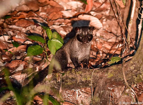 Image of Paradoxurus philippinensis