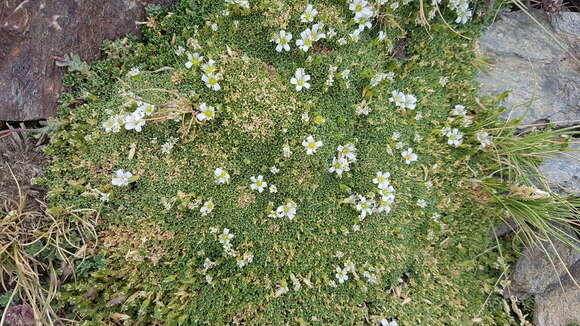 Imagem de Arenaria tetraquetra subsp. amabilis (Bory) H. Lindb. fil.