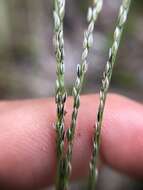 Image of Caribbean crabgrass