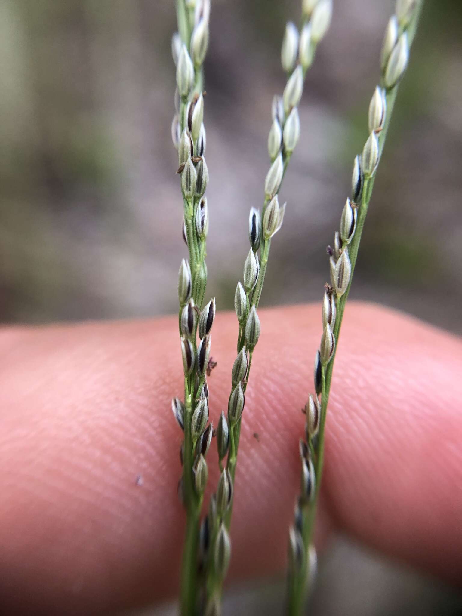 Image of Caribbean crabgrass