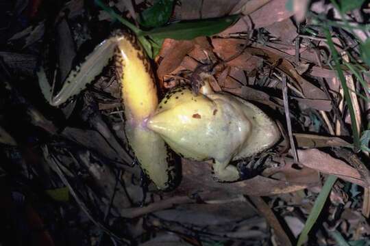 Image of Giant Barred River-frog