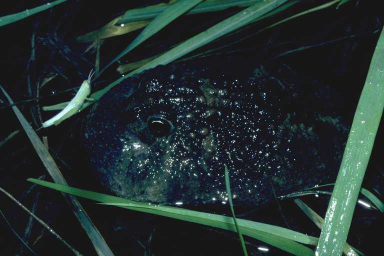 Image of Northern Spadefoot Toad