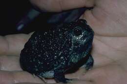 Image of Northern Spadefoot Toad