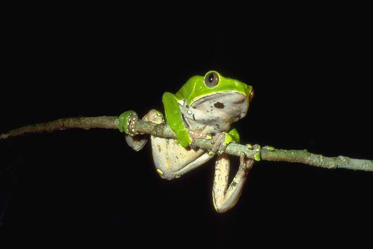 Image of Giant leaf frog