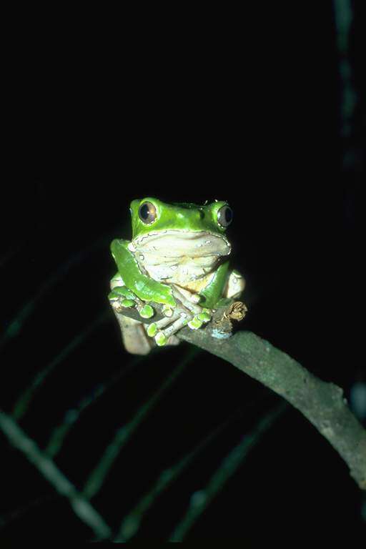 Image of Giant leaf frog