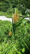 Слика од Hedychium coccineum Buch.-Ham. ex Sm.