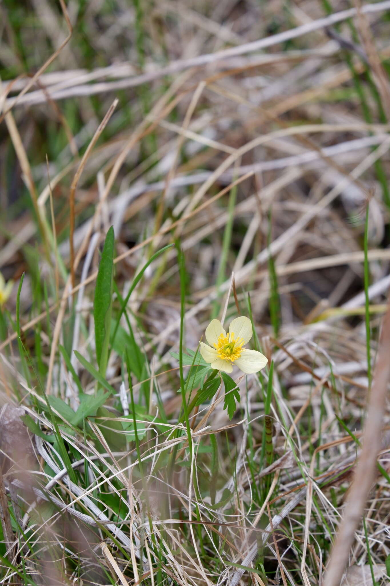 Image of American globeflower