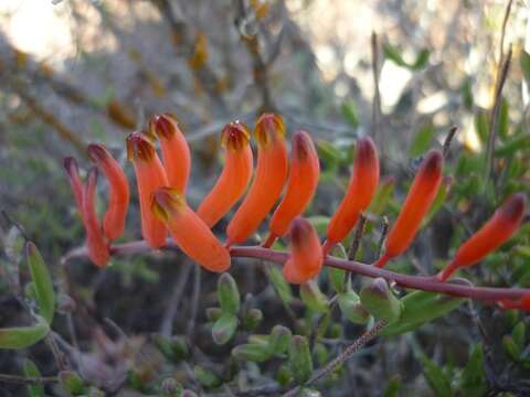 Image of Astroloba rubriflora (L. Bolus) Gideon F. Sm. & J. C. Manning