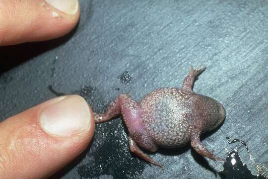 Image of Montane Toadlet